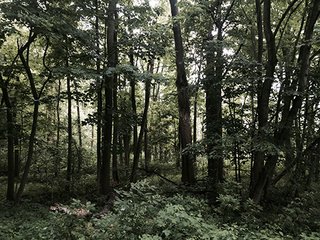 Property photo 8 - LAND AUCTION, 55+/- Acres offered in 2 tracts